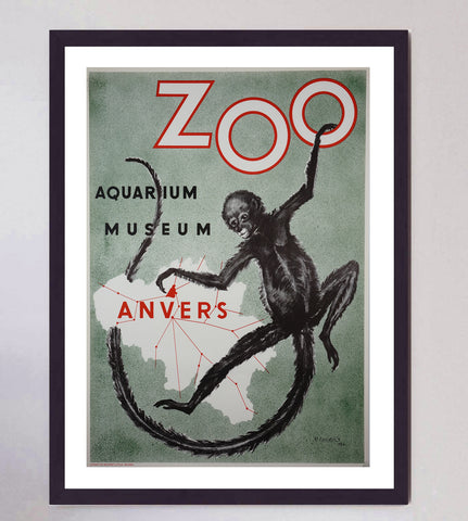 Antwerp Zoo Monkey