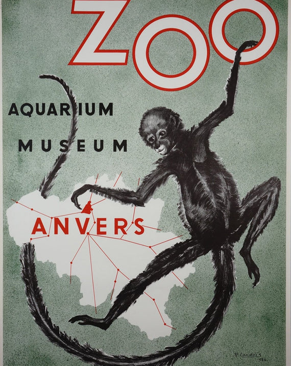 Antwerp Zoo Monkey