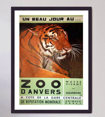 Antwerp Zoo Tiger
