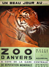 Load image into Gallery viewer, Antwerp Zoo Tiger