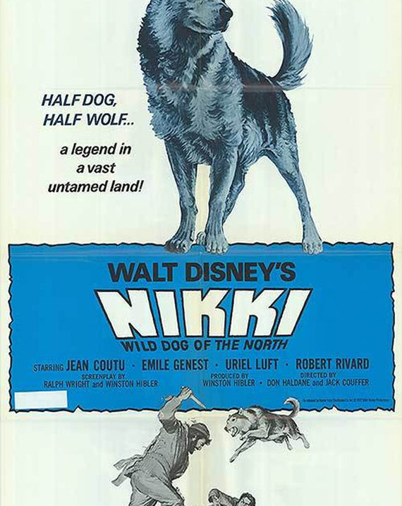 Nikki, Wild Dog of the North