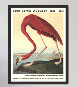 John James Audubon - American Flamingo