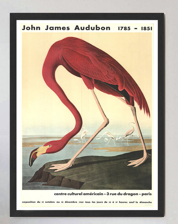 John James Audubon - American Flamingo