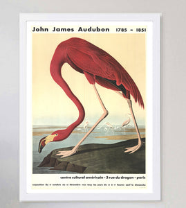 John James Audubon - American Flamingo