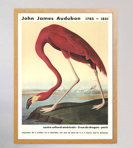 John James Audubon - American Flamingo