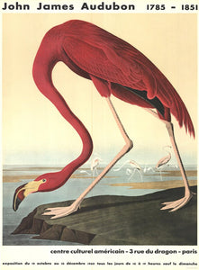 John James Audubon - American Flamingo