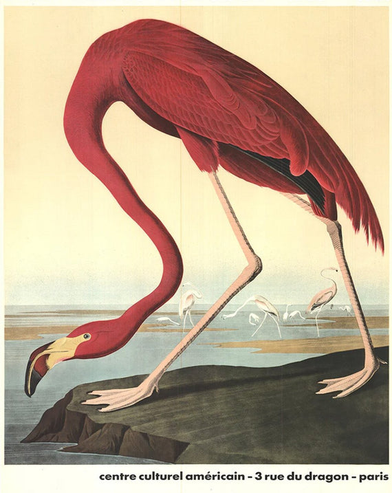 John James Audubon - American Flamingo