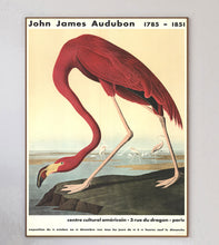 Load image into Gallery viewer, John James Audubon - American Flamingo