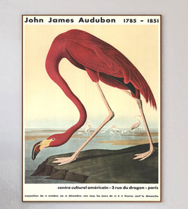 John James Audubon - American Flamingo