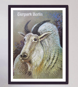 Berlin Tierpark Zoo - Mountain Goat