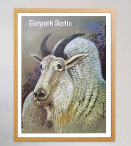 Berlin Tierpark Zoo - Mountain Goat