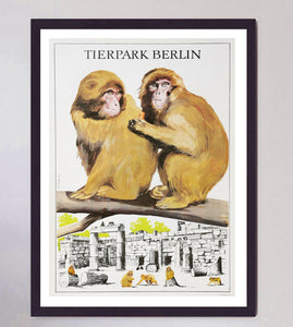 Berlin Tierpark Zoo - Baboons